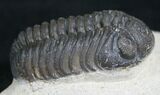 Detailed Phacops Trilobite #8204-2